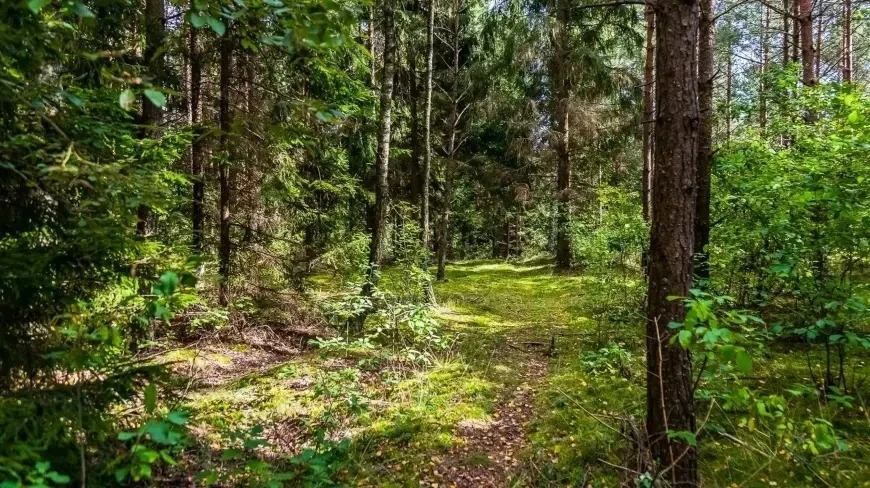 Zdjęcie poglądowe.